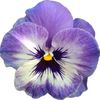 violetzvizuals