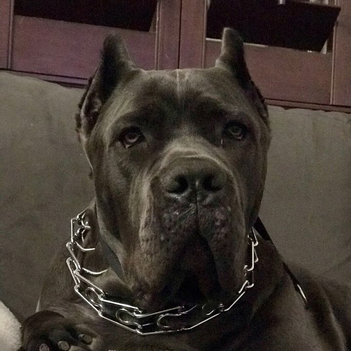 canecorsostormi