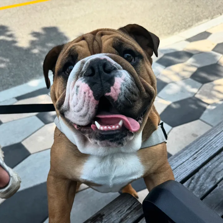 thurgoodthebulldog