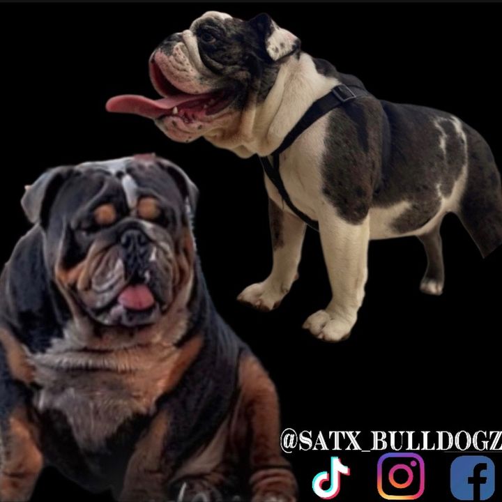 satx_bulldogz