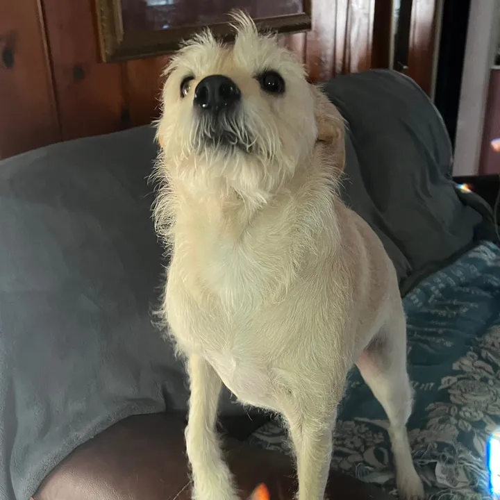 blinkie.boo