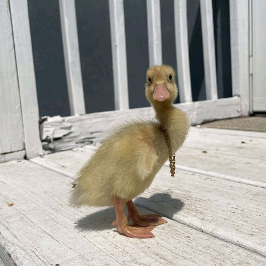 duckin_around317
