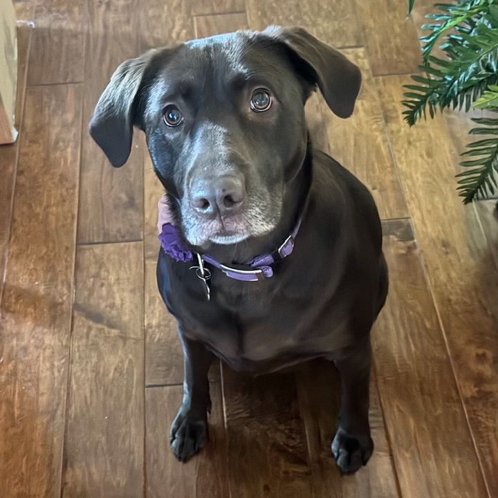 maggiethetalkingdog