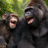 funnygorilla11