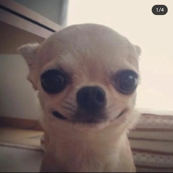 telepudgy