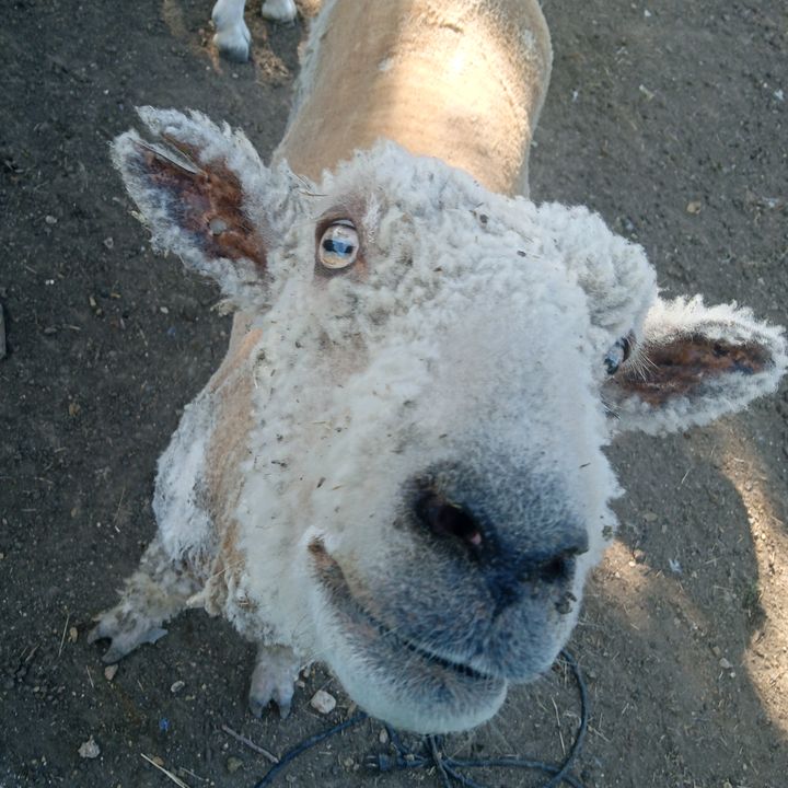 tinyhoovesrescuetexas