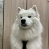 ori_oceana