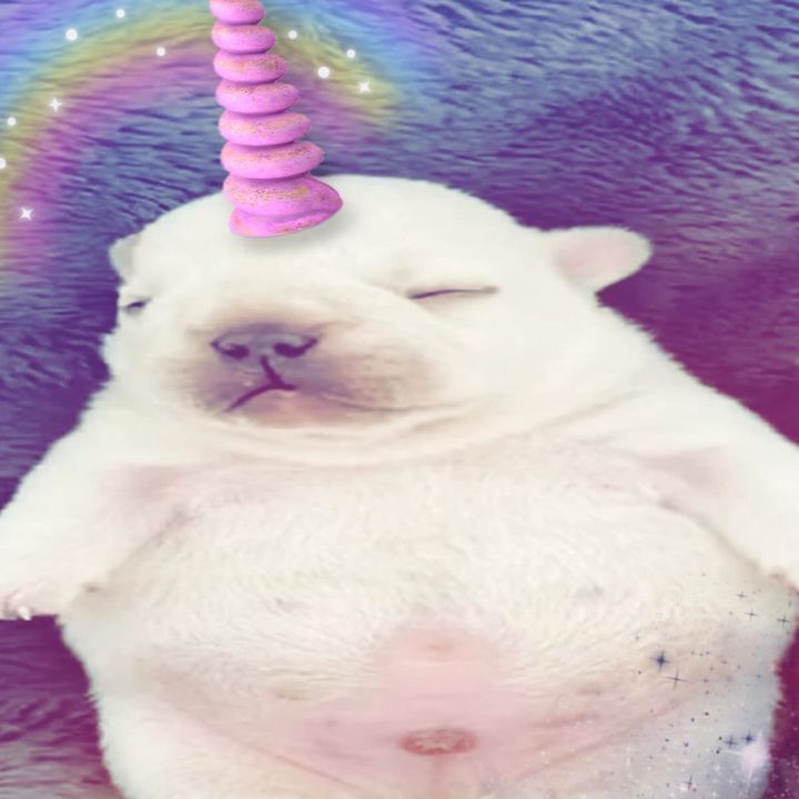 unicornqueenofthekingdom