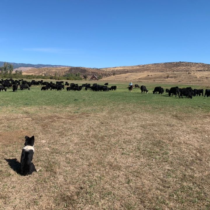 cowboylifetok