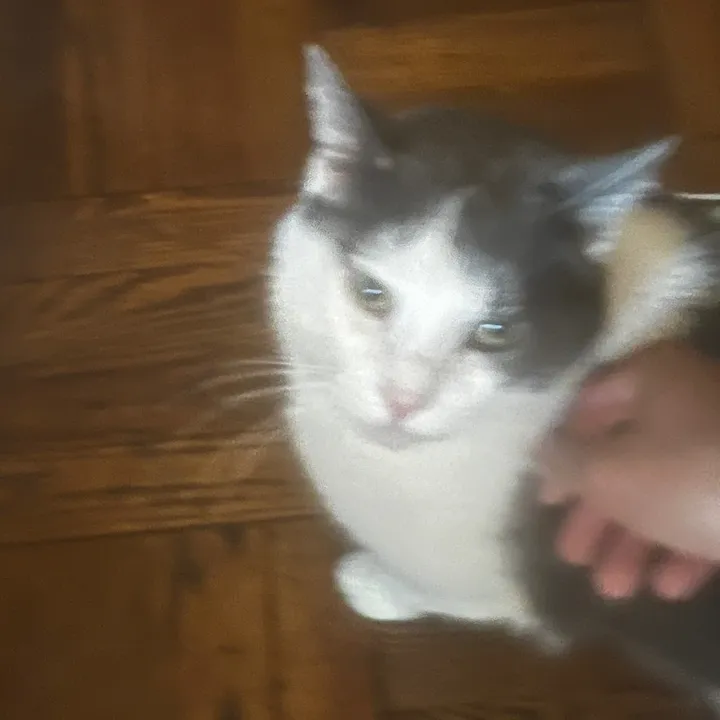 scoescoe
