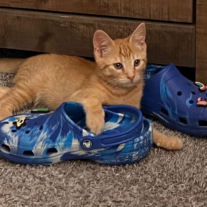 @threeredcats916