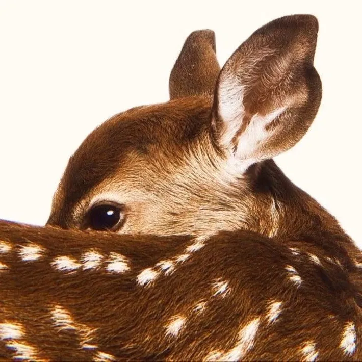 aepfawn