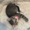 juno_the_kitty