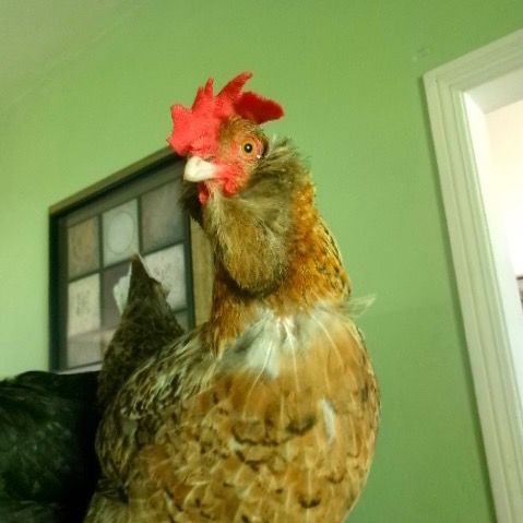 seven_mightyhens