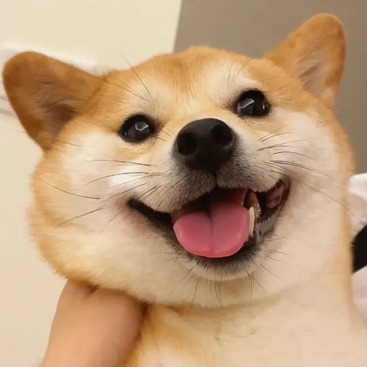 livelydog.w1