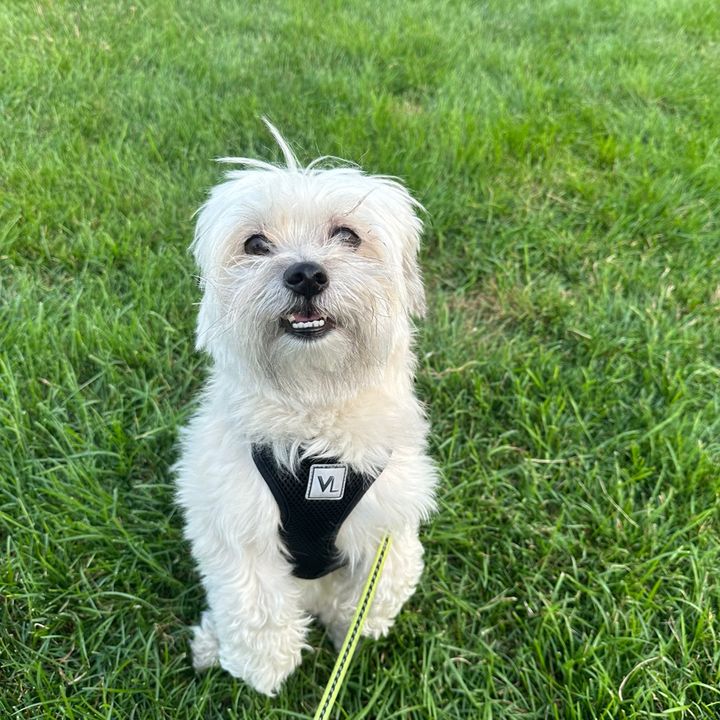thorthehavanese