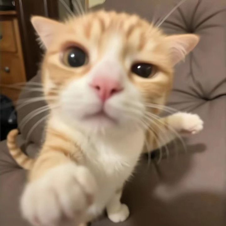 dzxpms