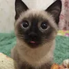 catlovervxc321