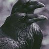 madalyn_noles