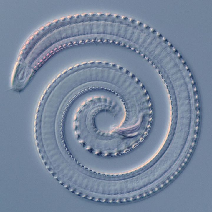 pseudocoelomate