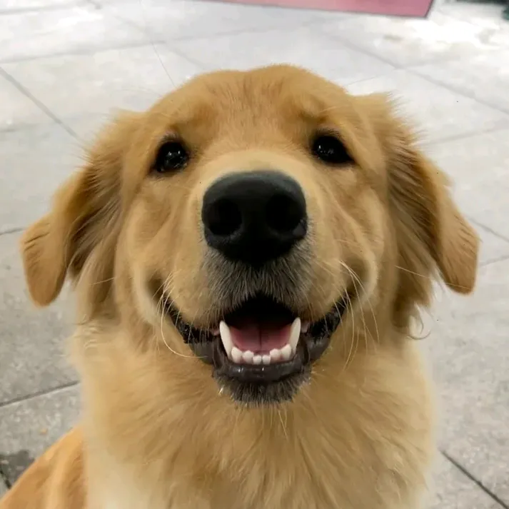 a_golden_fam