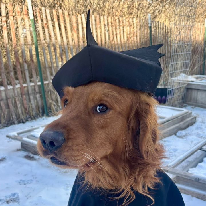 pupperemeritusiv