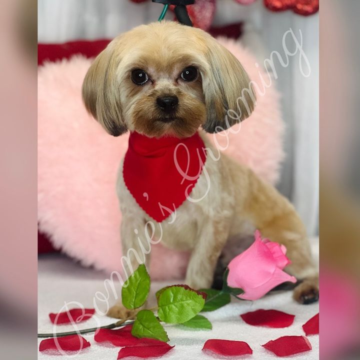 bonniesgrooming