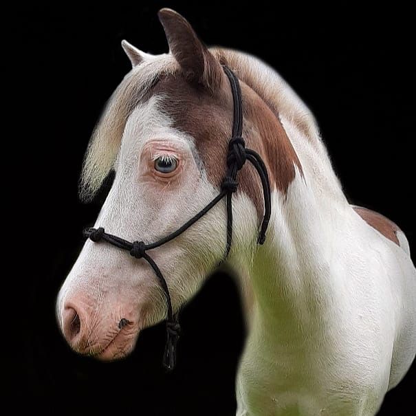 sugarfoot_therapy_horse