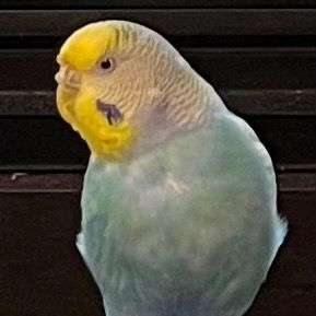 misothebirdog