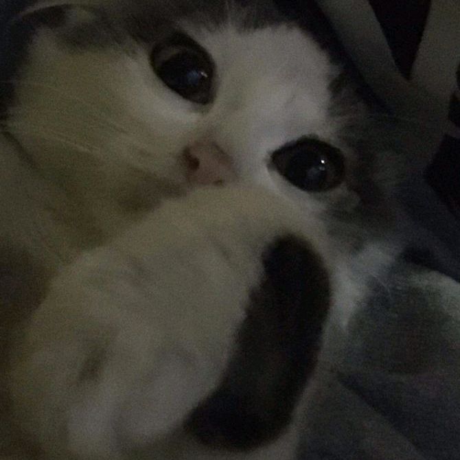dulcetdrop