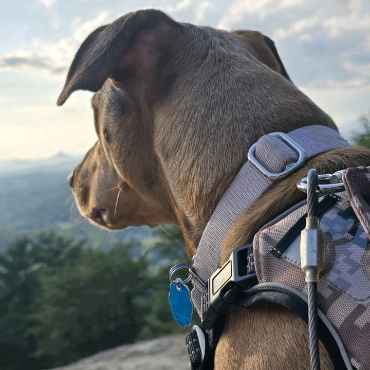 jasper_the_dobiehoula