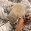 @pooh.the.raccoon