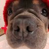 luffytheking12
