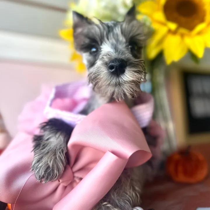 furry_babies_portage