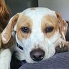 sprout_thedog