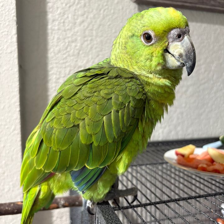 coco_theparrot1