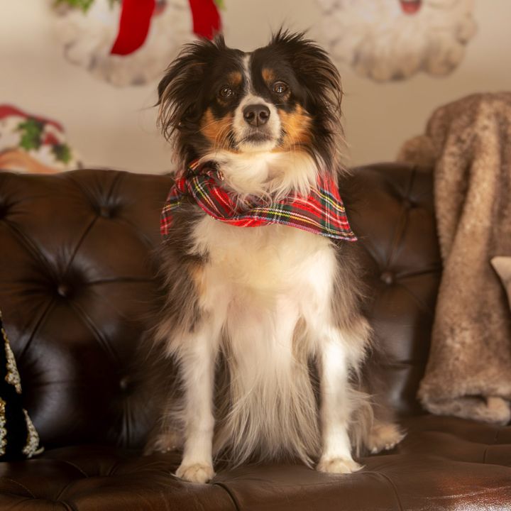 frodo_miniaussie