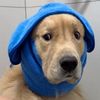 @goldenfurbender0206