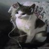 j3tpackcat