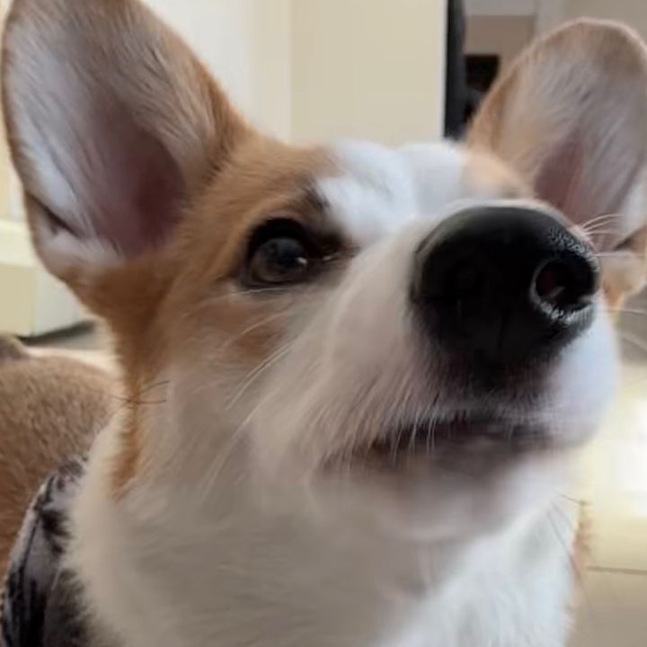 xrosiegirl