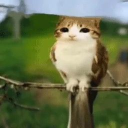 🦉🤎 - original sound