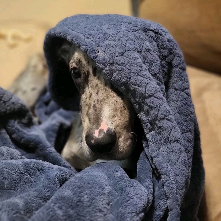 pettenderangelsrescue