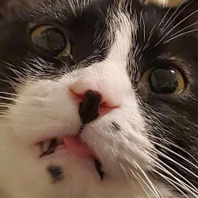 necromeowncer