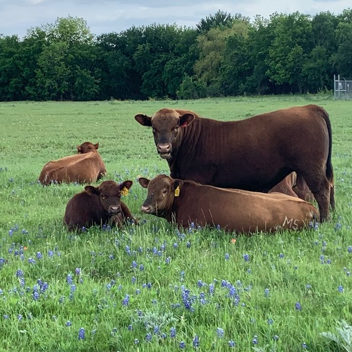 m5.red.angus