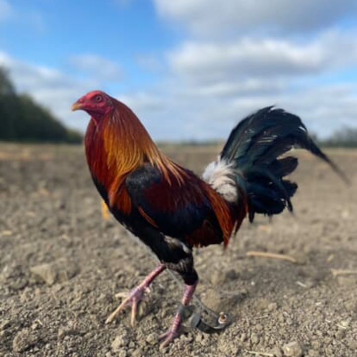 loscalentanosfarm
