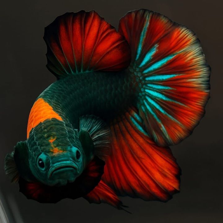 uchihagymtok