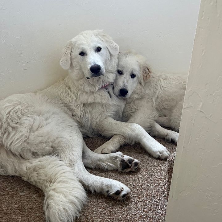 pyreneesdogs