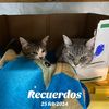 isiflortapia