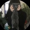 meowmeowmewmeww