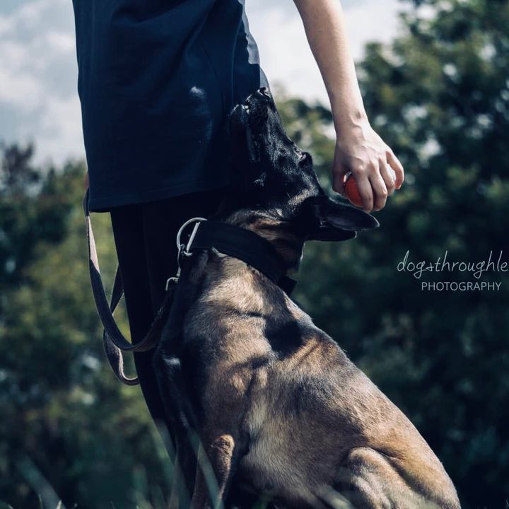 jazlynnsdogs